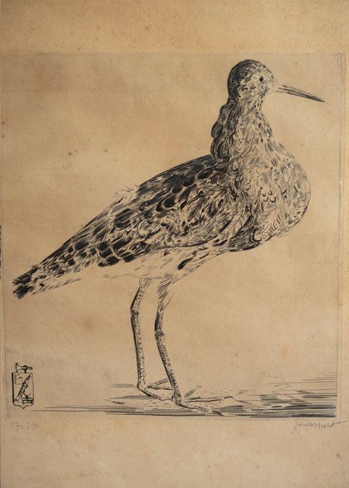 Aimée.Aimer Œuvres Gravure Bécasse Hecht 42,5 cm Encadrée
