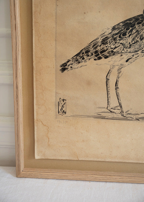 Aimée.Aimer Œuvres Gravure Bécasse Hecht 42,5 cm Encadrée