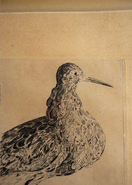 Aimée.Aimer Œuvres Gravure Bécasse Hecht 42,5 cm Encadrée